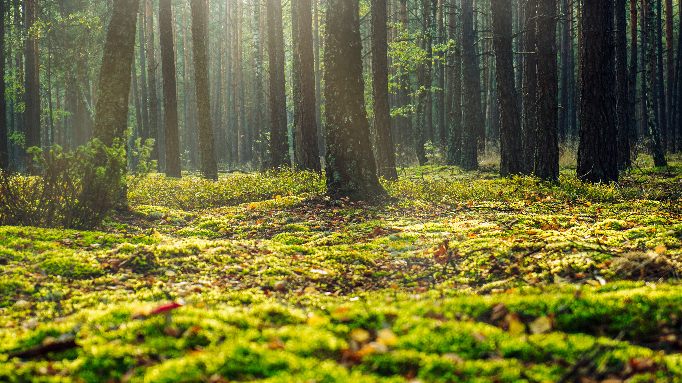 Low Angle Photo Of Forest